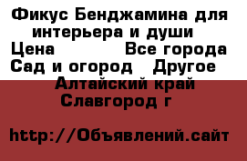 Фикус Бенджамина для интерьера и души › Цена ­ 2 900 - Все города Сад и огород » Другое   . Алтайский край,Славгород г.